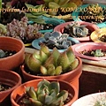 子貓之爪 / 子猫の爪 / Cotyledon ladismithiensis 'KONEKONOTUME' 