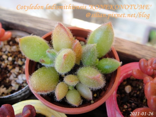 子貓之爪 / 子猫の爪 / Cotyledon ladismithiensis 'KONEKONOTUME' 