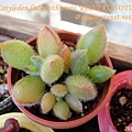 子貓之爪 / 子猫の爪 / Cotyledon ladismithiensis 'KONEKONOTUME' 