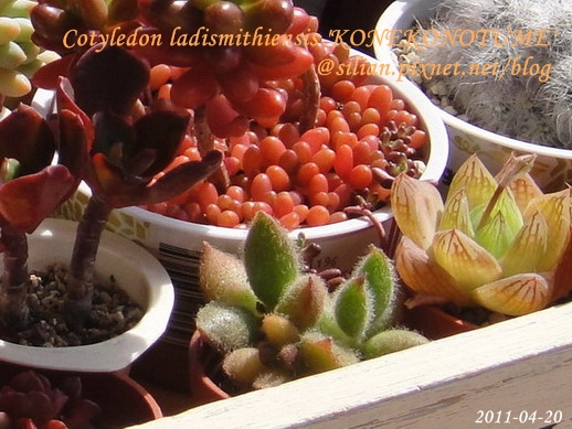 子貓之爪 / 子猫の爪 / Cotyledon ladismithiensis 'KONEKONOTUME' 