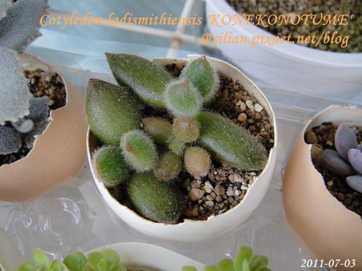 子貓之爪 / 子猫の爪 / Cotyledon ladismithiensis 'KONEKONOTUME' 