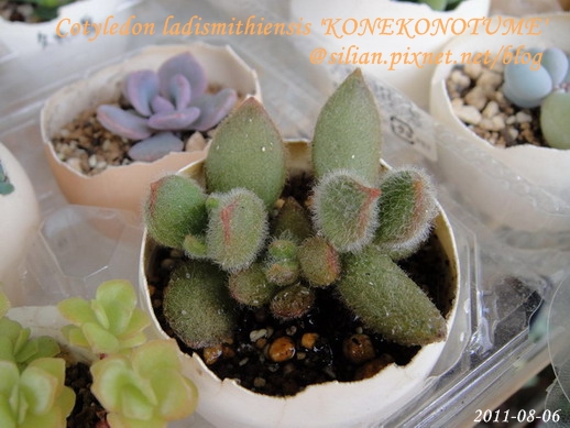 子貓之爪 / 子猫の爪 / Cotyledon ladismithiensis 'KONEKONOTUME' 