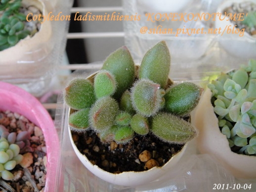 子貓之爪 / 子猫の爪 / Cotyledon ladismithiensis 'KONEKONOTUME' 