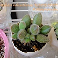 子貓之爪 / 子猫の爪 / Cotyledon ladismithiensis 'KONEKONOTUME' 