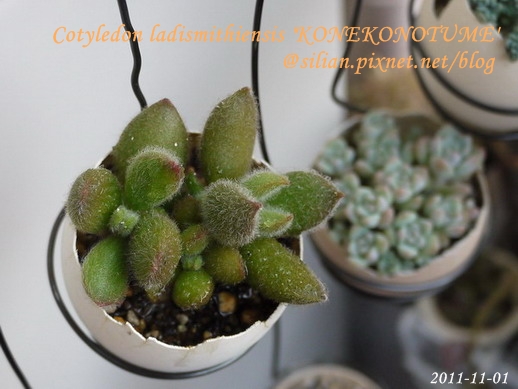 子貓之爪 / 子猫の爪 / Cotyledon ladismithiensis 'KONEKONOTUME' 