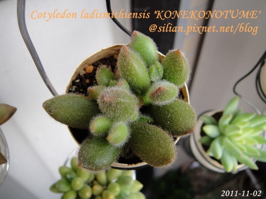 子貓之爪 / 子猫の爪 / Cotyledon ladismithiensis 'KONEKONOTUME' 