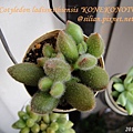 子貓之爪 / 子猫の爪 / Cotyledon ladismithiensis 'KONEKONOTUME' 