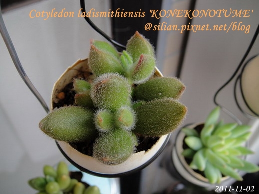 子貓之爪 / 子猫の爪 / Cotyledon ladismithiensis 'KONEKONOTUME' 