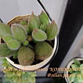 子貓之爪 / 子猫の爪 / Cotyledon ladismithiensis 'KONEKONOTUME' 