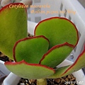 Cotyledon macrantha / 紅覆輪