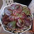 Echeveria nodulosa f. / 丸葉紅司 / マルバベニツカサ 