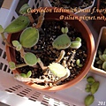 Cotyledon ladismithiensis f.variegata / 熊童子錦黃斑