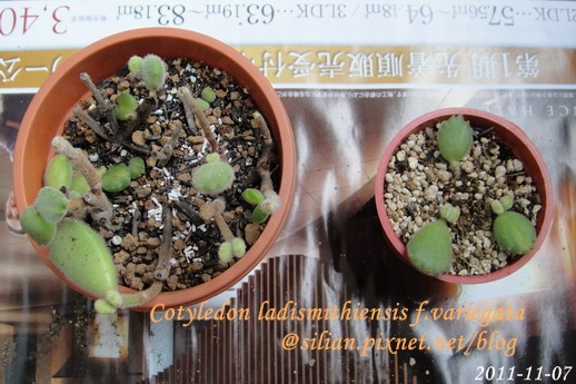 Cotyledon ladismithiensis f.variegata / 熊童子錦黃斑