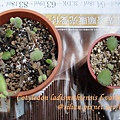 Cotyledon ladismithiensis f.variegata / 熊童子錦黃斑