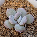 Echeveria lauii / 雪蓮