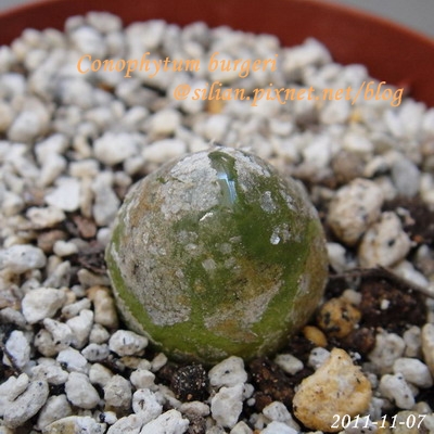 Conophytum burgeri / 大燈泡 / ブルゲリー / ブルゲリ