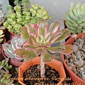 Aeonium arboreum cv. Variegata / 艷日傘 / 艶日傘