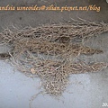 Tillandsia usneoides / 松蘿 / ウスネオイデス