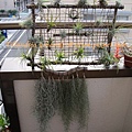 Tillandsia usneoides / 松蘿 / ウスネオイデス