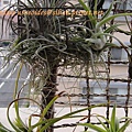 Tillandsia usneoides / 松蘿 / ウスネオイデス