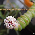 Crassula 'Baby Necklace' / 數珠星 / 烤肉串 / 数珠星