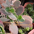 Crassula 'Baby Necklace' / 數珠星 / 烤肉串 / 数珠星