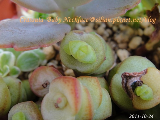 Crassula 'Baby Necklace' / 數珠星 / 烤肉串 / 数珠星