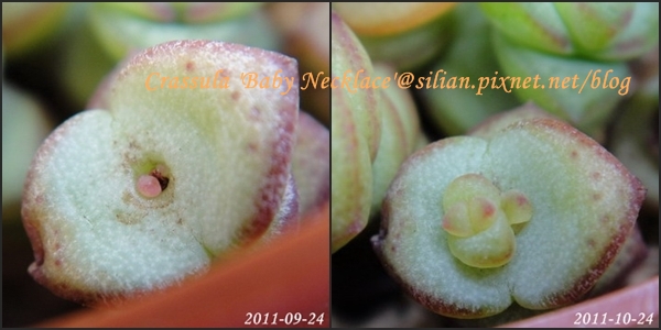 Crassula 'Baby Necklace' / 數珠星 / 烤肉串 / 数珠星