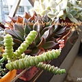 Crassula 'Baby Necklace' / 數珠星 / 烤肉串 / 数珠星