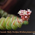 Crassula 'Baby Necklace' / 數珠星 / 烤肉串 / 数珠星