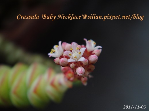 Crassula 'Baby Necklace' / 數珠星 / 烤肉串 / 数珠星