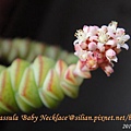 Crassula 'Baby Necklace' / 數珠星 / 烤肉串 / 数珠星