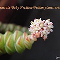 Crassula 'Baby Necklace' / 數珠星 / 烤肉串 / 数珠星