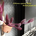 Othonna capensis 'Ruby' / 紫月 / ルビーネックレス 1