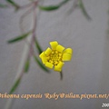 Othonna capensis 'Ruby' / 紫月 / ルビーネックレス 1