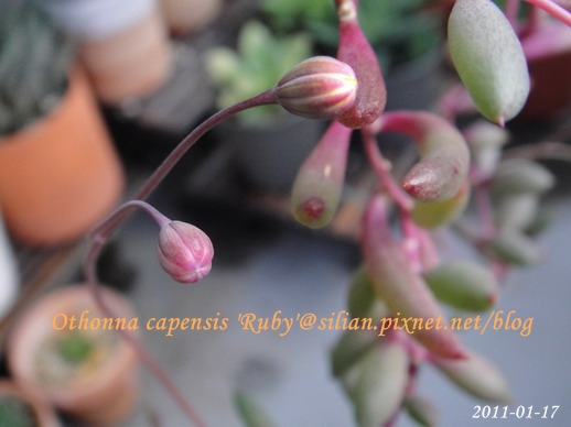 Othonna capensis 'Ruby' / 紫月 / ルビーネックレス 201101 回台前