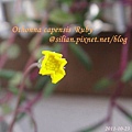 Othonna capensis 'Ruby' / 紫月 / ルビーネックレス 4