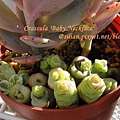 Crassula 'Baby Necklace' / 數珠星 / 烤肉串 / 数珠星