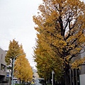 Ginkgo biloba 銀杏