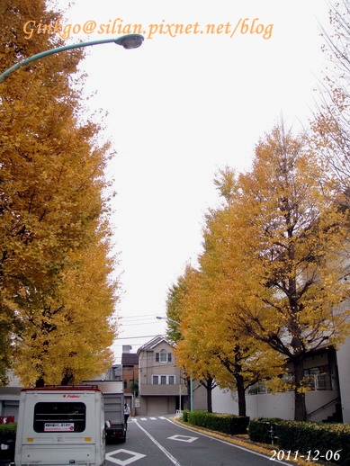 Ginkgo biloba 銀杏