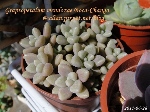 Graptopetalum mendozae Boca-Chango / 姬秋麗