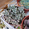 Graptopetalum mendozae Boca-Chango / 姬秋麗