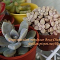 Graptopetalum mendozae Boca-Chango / 姬秋麗