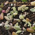 Graptopetalum mendozae Boca-Chango / 姬秋麗