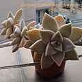 Graptopetalum paraguayense / 朧月