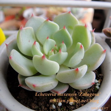 Echeveria mexensis 'Zalagosa' / 野玫瑰之精 / 野ばらの精