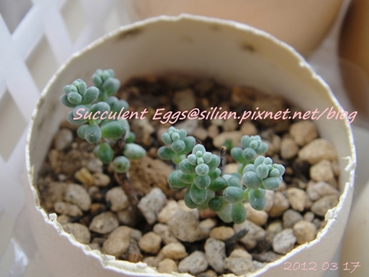 JP Auction Sedum brevifolium 'Quinquefarium' 2