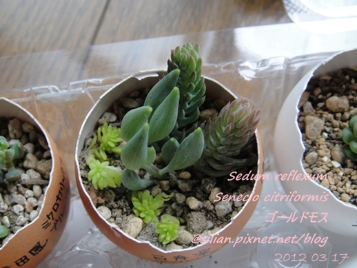 JP Auction Sedum reflexum 1