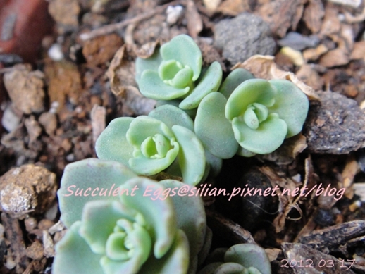 JP Auction Sedum sieboldii variegatum 2