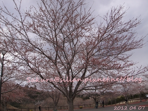 20120407 161807 Sakura